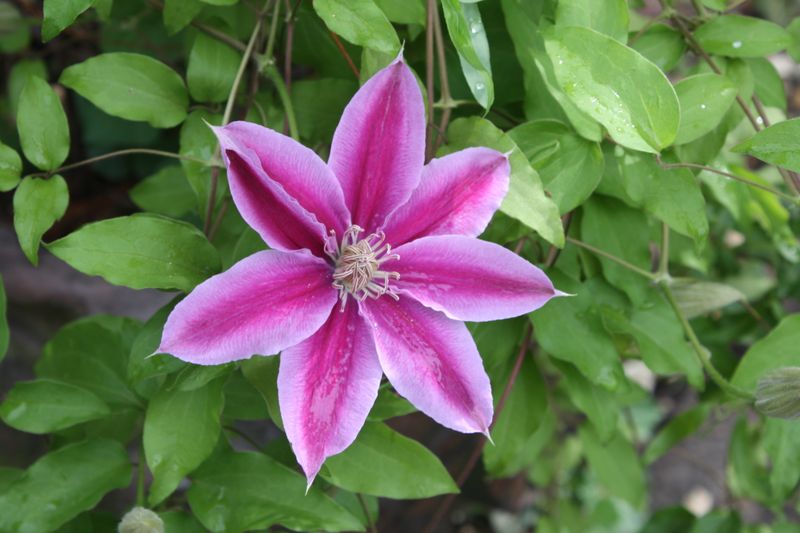 Clematis, Family