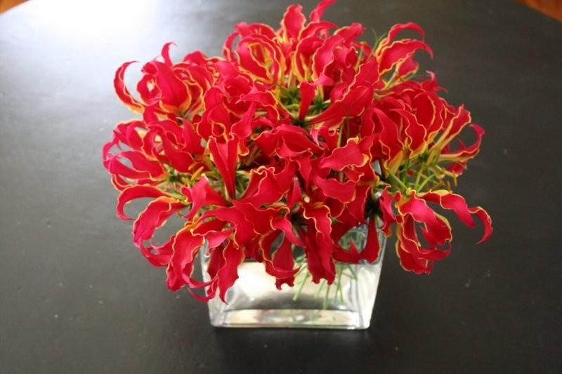 Gloriosa Lily