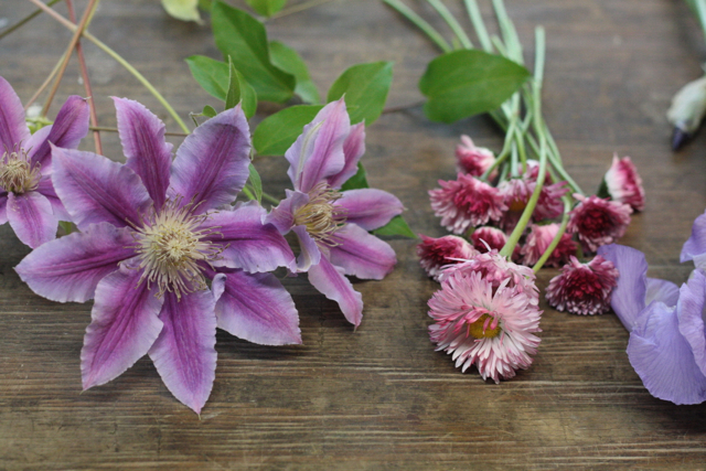 purple clematis flowers