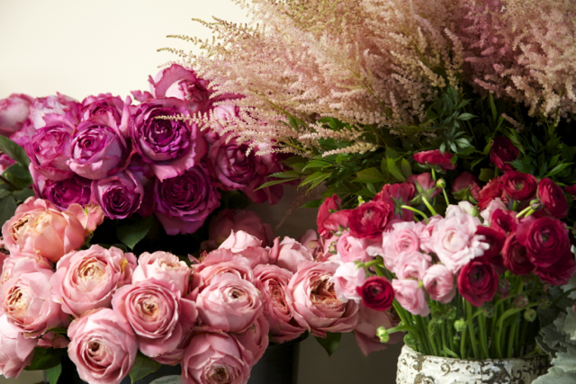 garden roses, pink cabbage roses