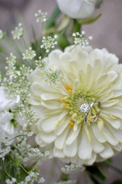 white zinnia, holly chapple flowers